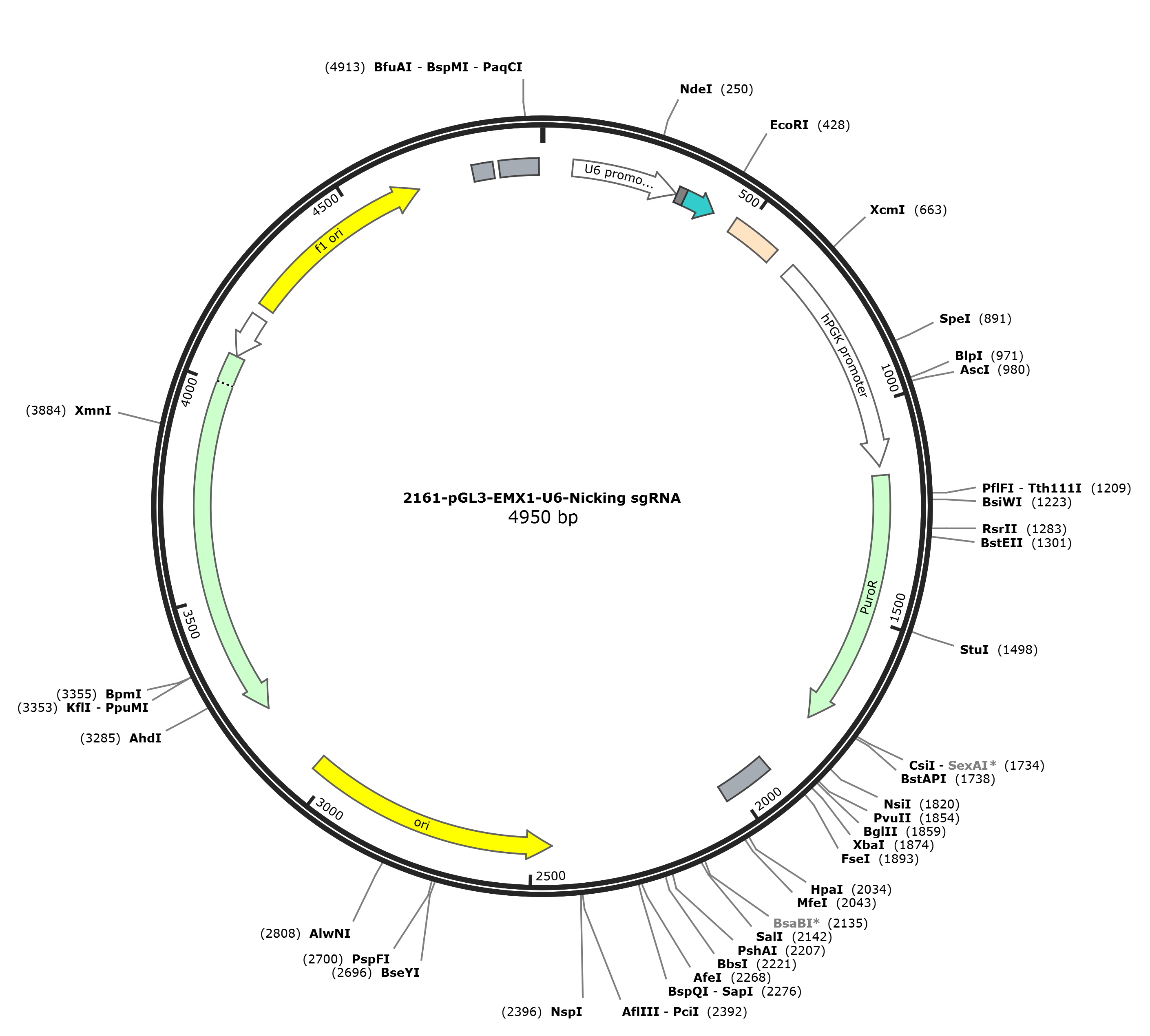 pGL3-EMX1-U6-Nicking sgRNA载体图谱.png